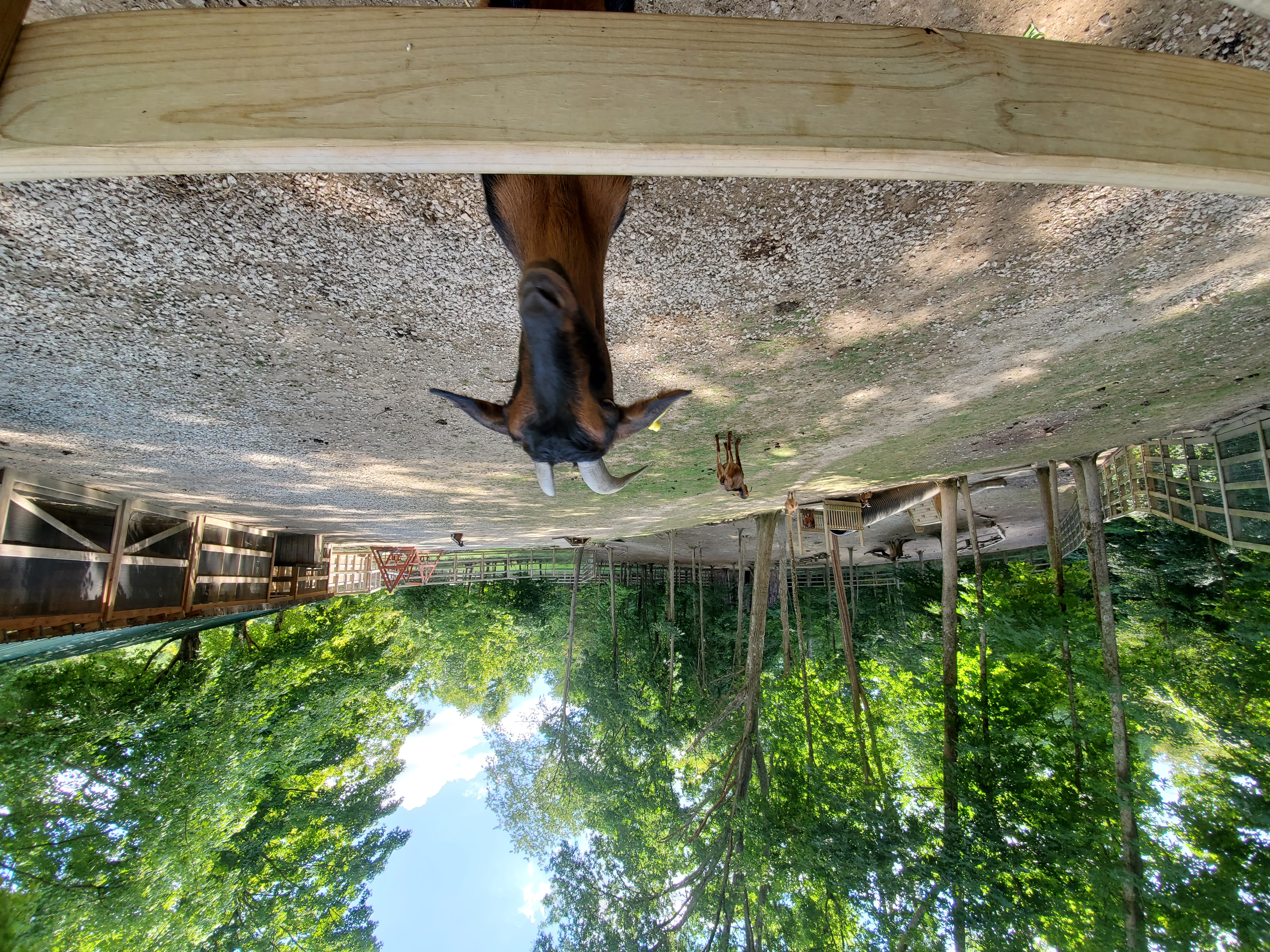 goat is looking at us at olentangy indian caverns