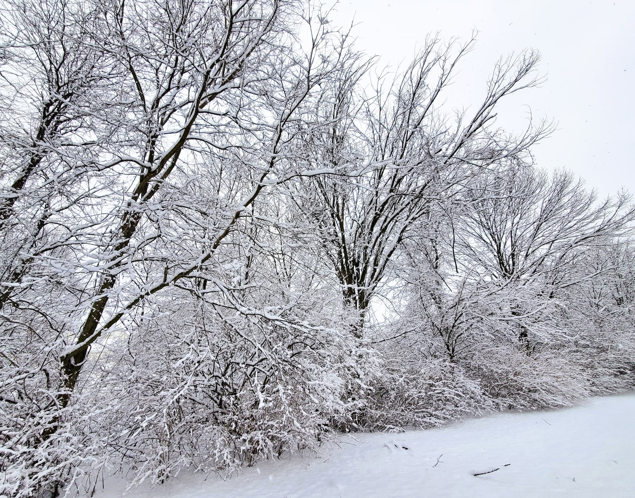 Winter scenery with trees covered with snow